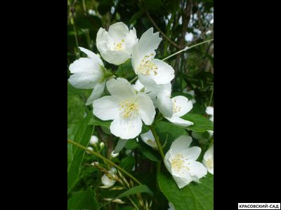 Чубушник Лемуана Алабастер - фото цветков -красовский-сад.рф