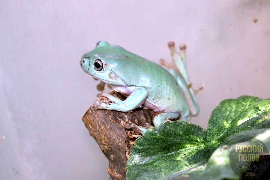 Австралийская голубая квакша, Litoria caerulea