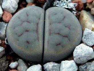 Lithops schwantesii (grey form) C250 - 10 семян