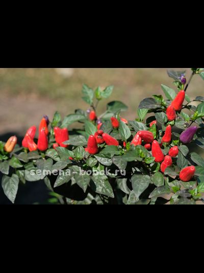 Перец острый TRINIDAD PURPLE COFFEE, 10 шт