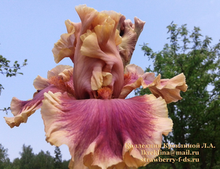 Ирис PAINTED WORDS |Ирисы | Каталог сортов | Коллекция Креклиной ...