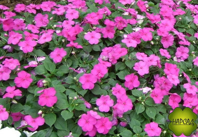 БАЛЬЗАМИН (ВАНЬКА МОКРЫЙ) (ДЛЯ ПОСАДКИ В ТЕНЬ, НЕПРИХОТЛИВЫЙ) 4 шт