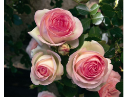 Роза Пьер де Ронсар (Pierre de Ronsard) ОКС, Сербия