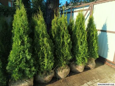 Туя Смарагд вдоль забора - Красовский-Сад.рф
