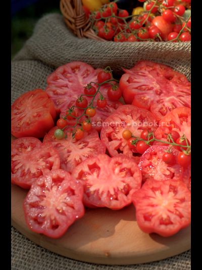 Томат Etoile (Этуаль), 10 шт