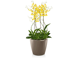 Орхидея Онцидиум + CLASSICO LS 21