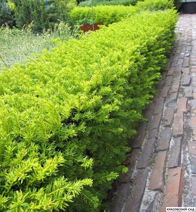 Тис ягодный Элегантиссима - Elegantissima