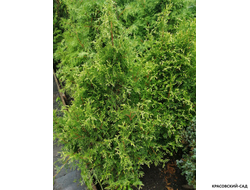 Туя Рекурвата - Recurvata