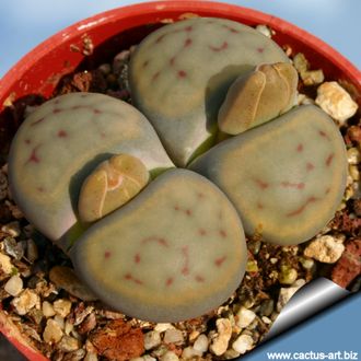 Lithops schwantesii 'triebneri' Tiras top (MG-1729.15) - 10 семян