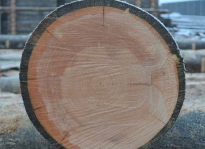 Бревно Кело диаметр 44 см, длина 6 м