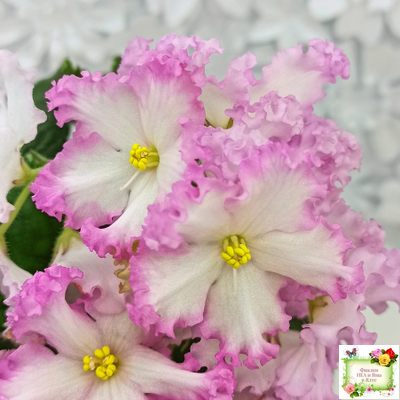 Nik-Обыкновенная Богиня (Н. Булко) 2023 г.