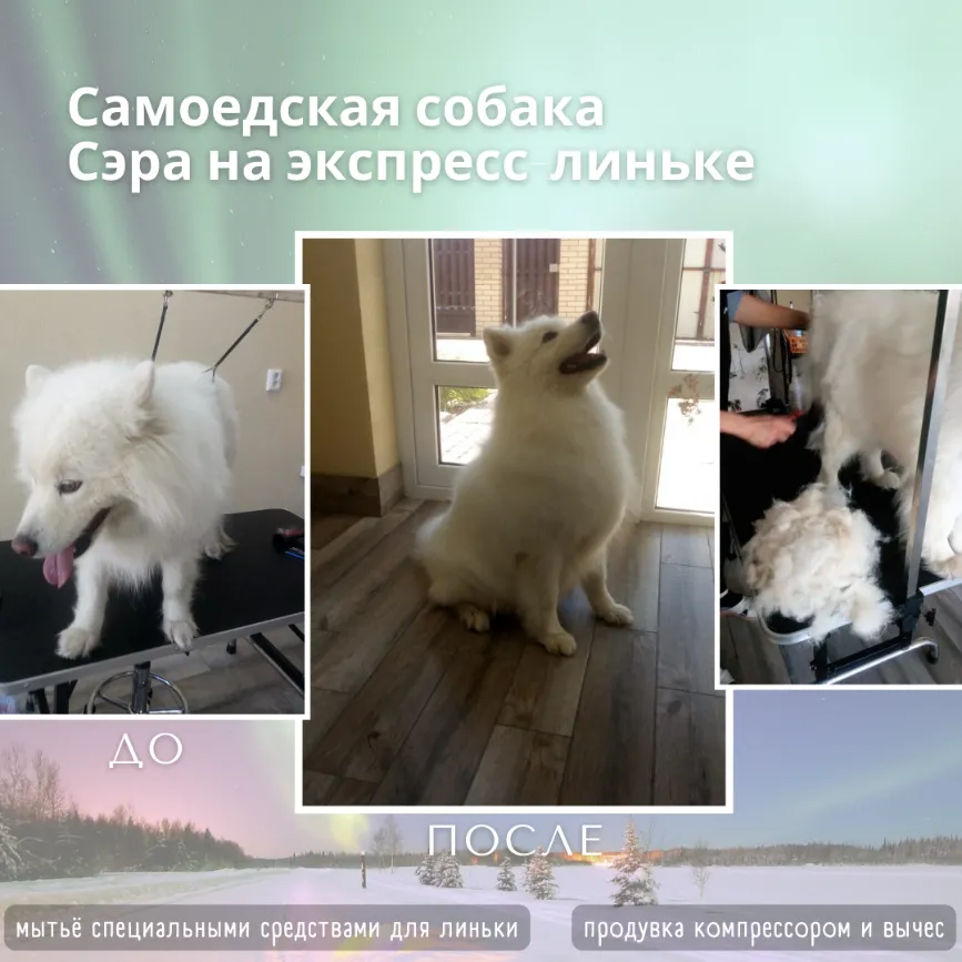 Самоедская собака СЭРА