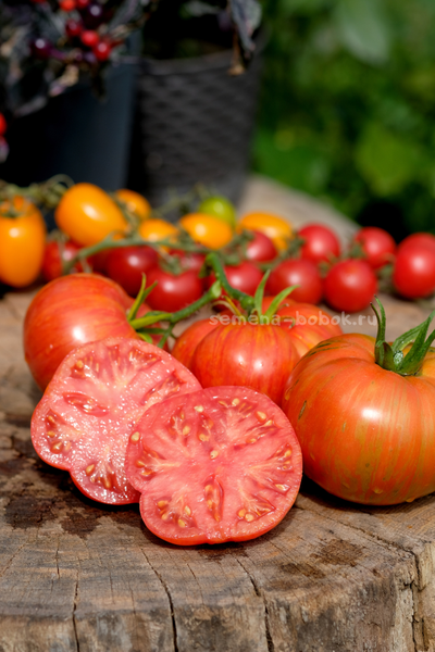 Томат Брендивайн Полосатый (Brendywine Striped), 10 шт