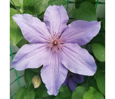 Клематис Министр