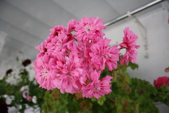 Unicorn Zonartic Rose - пеларгония  зонартик - описание сорта, фото - купить черенок в Перми