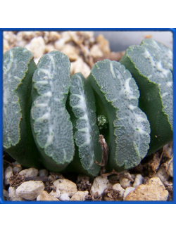 Haworthia truncata VDV 120