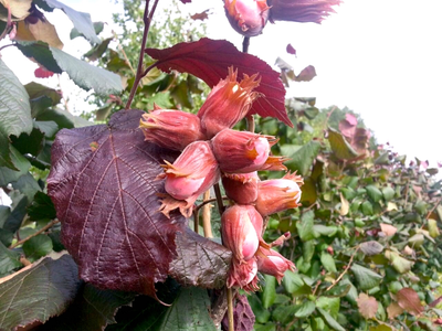 Лещина обыкновенная Syrena