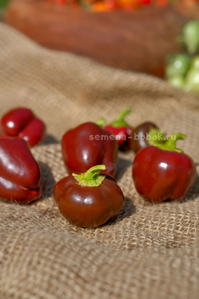 Перец Сладкий Mini Bell Сhocolate (Мини Белл Шоколадный), 10 шт