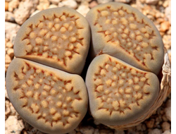 Lithops hallii C375 - 10 семян