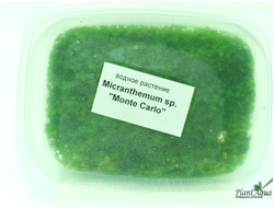 MICRANTHEMUM TWEEDIEI "MONTE CARLO"/ МИКРАНТЕМУМ "МОНТЕ КАРЛО" (меристемный) XL КОНТЕЙНЕР