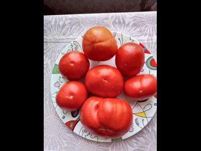 Томат Сластена