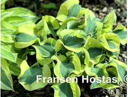 Хоста Mini Skirt