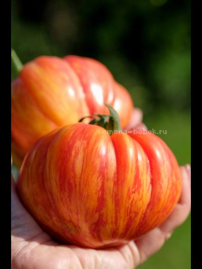 Томат Грибное Лукошко Полосатое, 10 шт