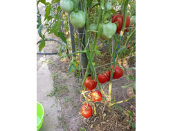 Томат Кинг конг (King kong)