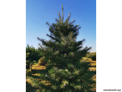 Пихта одноцветная - фото летом - красовский-сад.рф