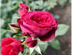 Графиня фон Харденберг (Astrid Grafin von Hardenberg)