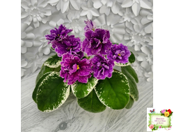 SV-Космические Ежи (С. Суворова) 2021 г.