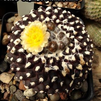 Copiapoa tenuissima - 5 семян