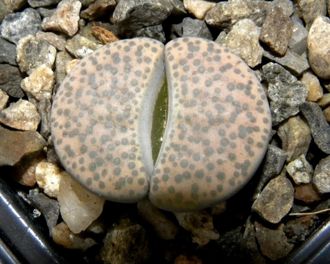 Lithops fulviceps (syn.lydiae) C219 (MG-1593.1)