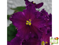 NiK-Аристократ (Н. Булко)