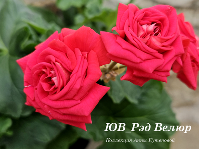 Пеларгония ЮВ_Ред Велюр