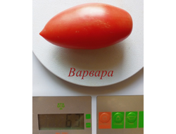 Томат Варвара