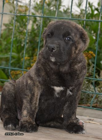 Сука №5. НИКА. Продана Свердловская область