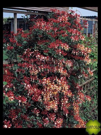 Жимолость вьющаяся &quot;Серотина&quot;