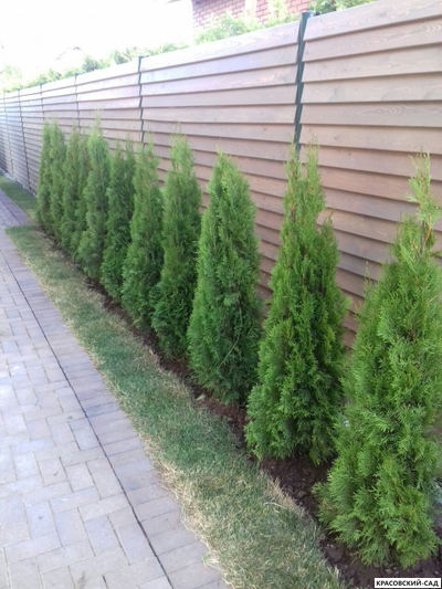 Туя Смарагд - Smaragd 160 см