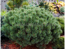 Сосна горная Bozi Dar, C3