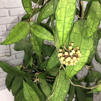 Hoya finlaysonii long leaves