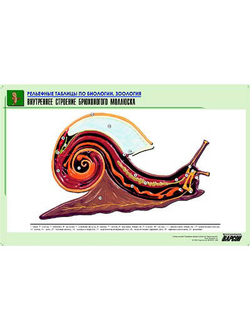 Рельефная таблица "Внутреннее строение брюхоногого моллюска" (формат А1, матовое ламинир.)