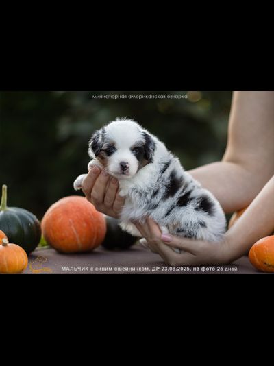 мальчик СИНИЙ ошейничек Д-2025, mas = ЗАБРОНИРОВАН