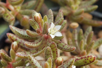 Crassula Humbertii - Крассула Гумберта, Карликовая крассула