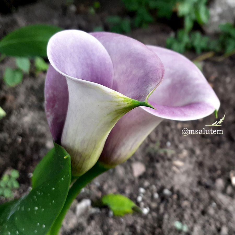 Calla Lily 'Сaptain Violetta '  Калла Капитан Виолетта