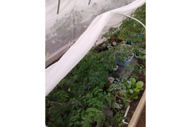 Рассада ночует в теплице, укрытая нетканым материалом, а стенка теплицы тоже с нетканкой- от прямых солнечных лучей.