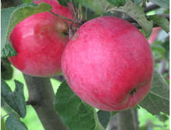 Степная красавица (яблоня)