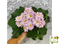 ЛЕ-Злато Скифов (Е. Лебецкая) 2015 г.