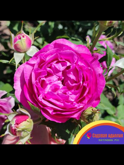 Кармен Вюрт (Karmen Wurth)