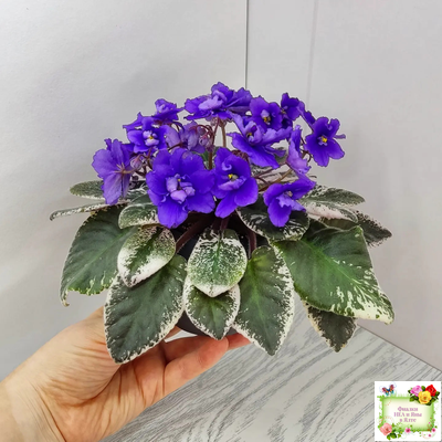 Hodss-Norway (Яна Ходченко) 2019 г. (пестролистный лонг)